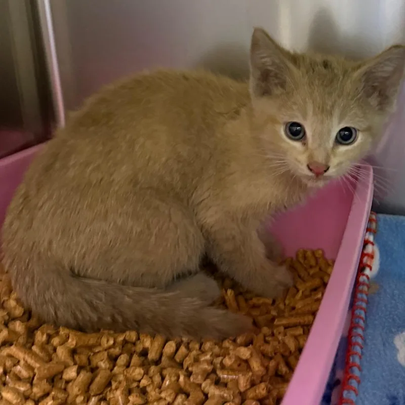 A baby small-sized male Cream / Ivory Domestic Short Hair cat named Helmut for adoption in Galveston, TX