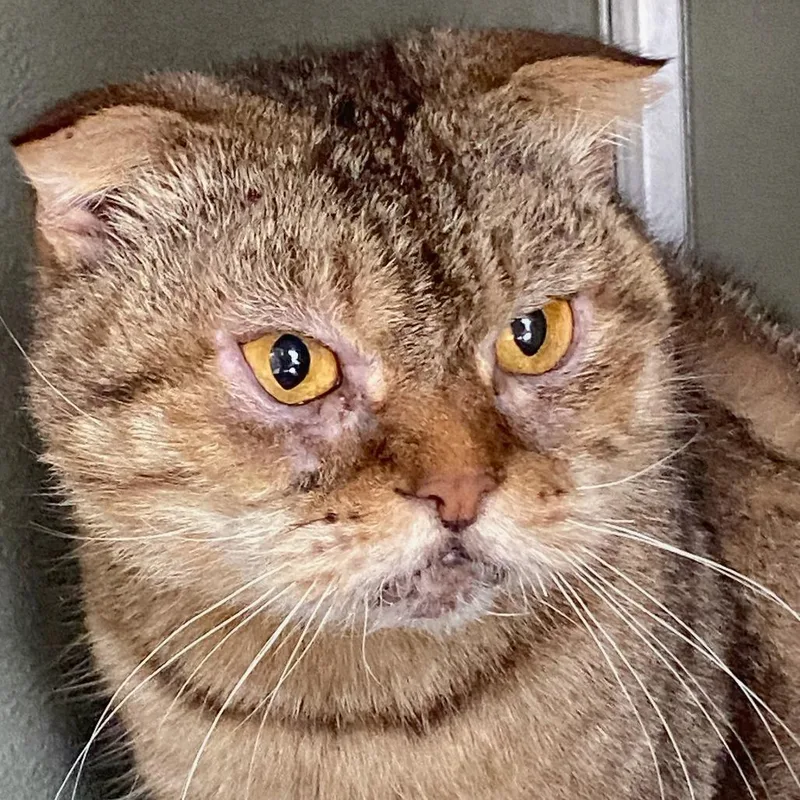 A senior medium-sized male Brown / Chocolate Scottish Fold cat named Loaf for adoption in Deerfield, IL
