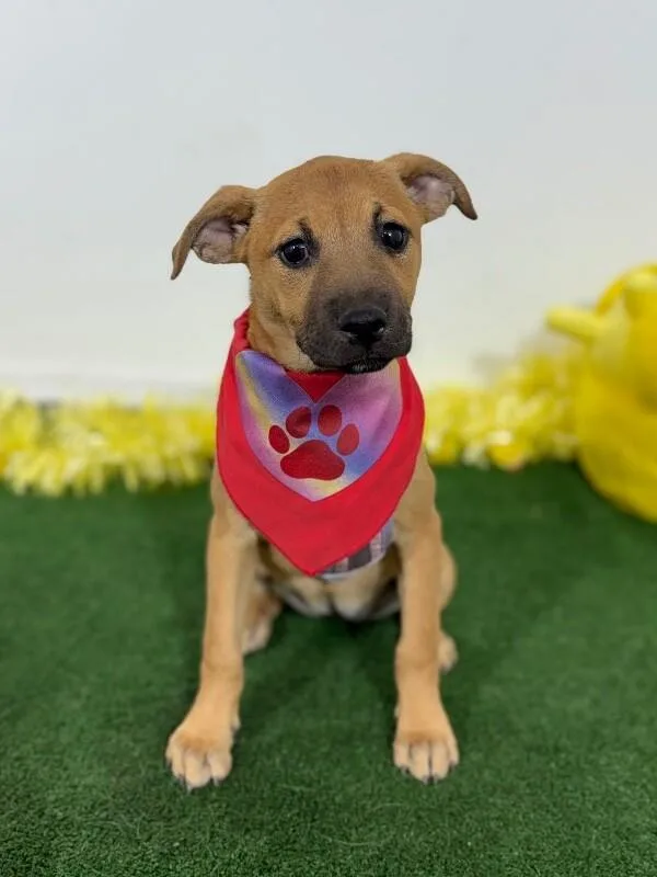 A baby medium-sized female Brown / Chocolate Black Mouth Cur dog named Marvel for adoption in Carlsbad, CA