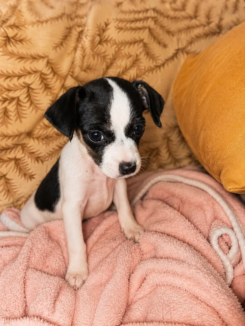 A baby small-sized female Black Chihuahua dog named Athena for adoption in Union Grove, WI