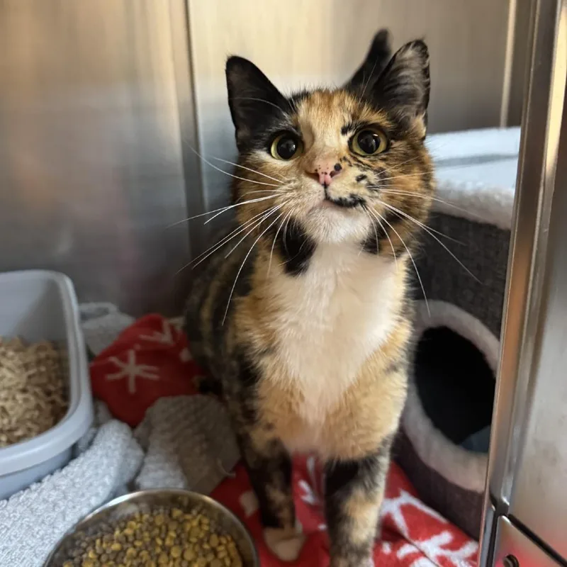 An adult medium-sized female Tortoiseshell Domestic Short Hair cat named London Fog for adoption in Buellton, CA