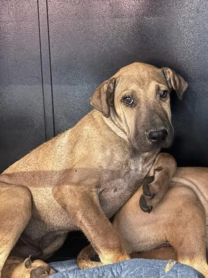 A baby medium-sized male Yellow / Tan / Blond / Fawn Mixed Breed dog named 61618292 for adoption in El Paso, TX
