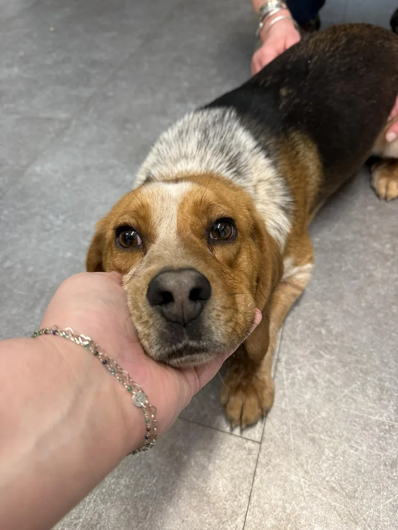 An adult medium-sized male Tricolor (Brown, Black, & White) Beagle dog named Mason for adoption in Delhi, NY