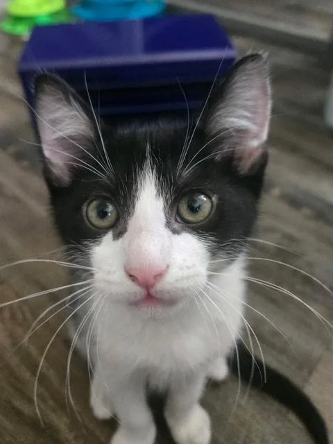 A baby medium-sized male Black & White / Tuxedo Domestic Short Hair cat named Ryobi for adoption in Murfreesboro, TN