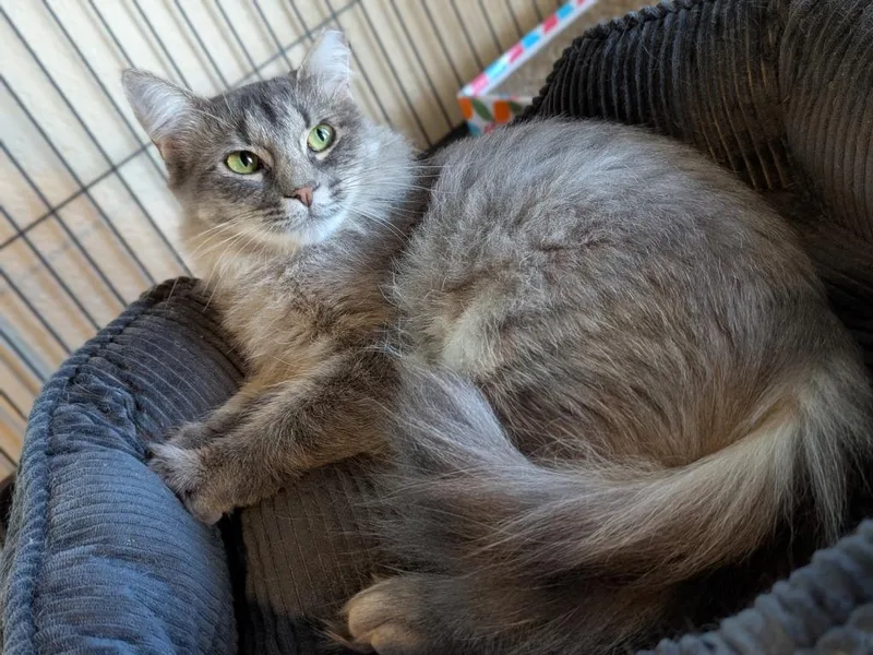 A young medium-sized female Domestic Medium Hair cat named Gracie for adoption in Richland Hills, TX