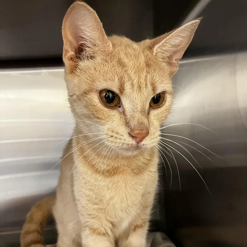 An adult medium-sized female Orange / Red Domestic Short Hair cat named Tiffany for adoption in Newark, DE
