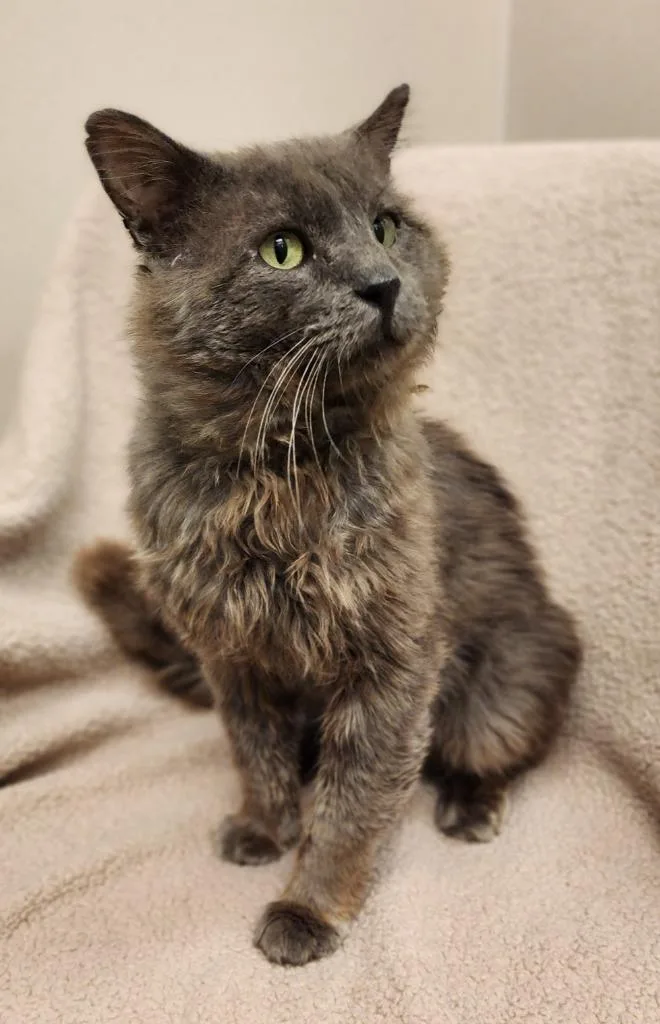 A young medium-sized male Domestic Medium Hair cat named Grayson for adoption in Superior, WI