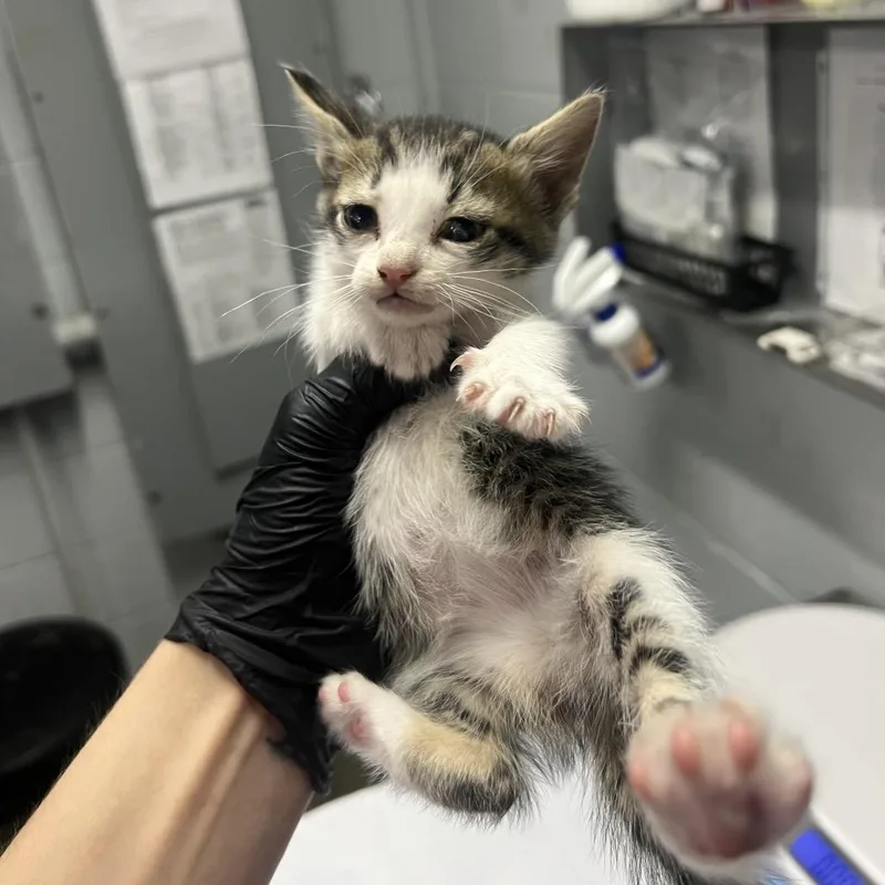 A baby small-sized female Brown / Chocolate Domestic Short Hair cat named Jackie for adoption in Summerville, SC