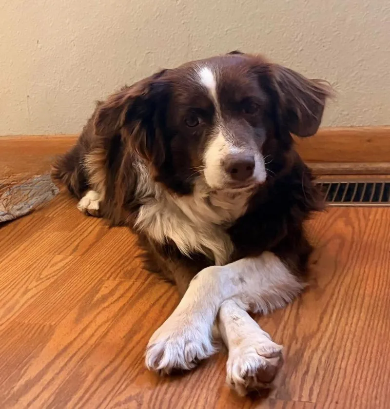 An adult medium-sized female Australian Shepherd dog named Sandi for adoption in Ringwood, IL