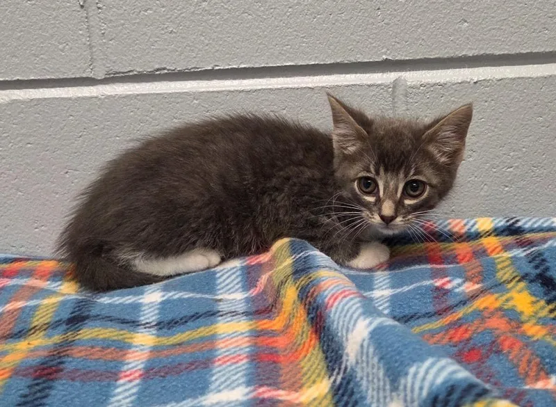 A baby small-sized male Domestic Short Hair cat named Alby for adoption in Muskegon, MI