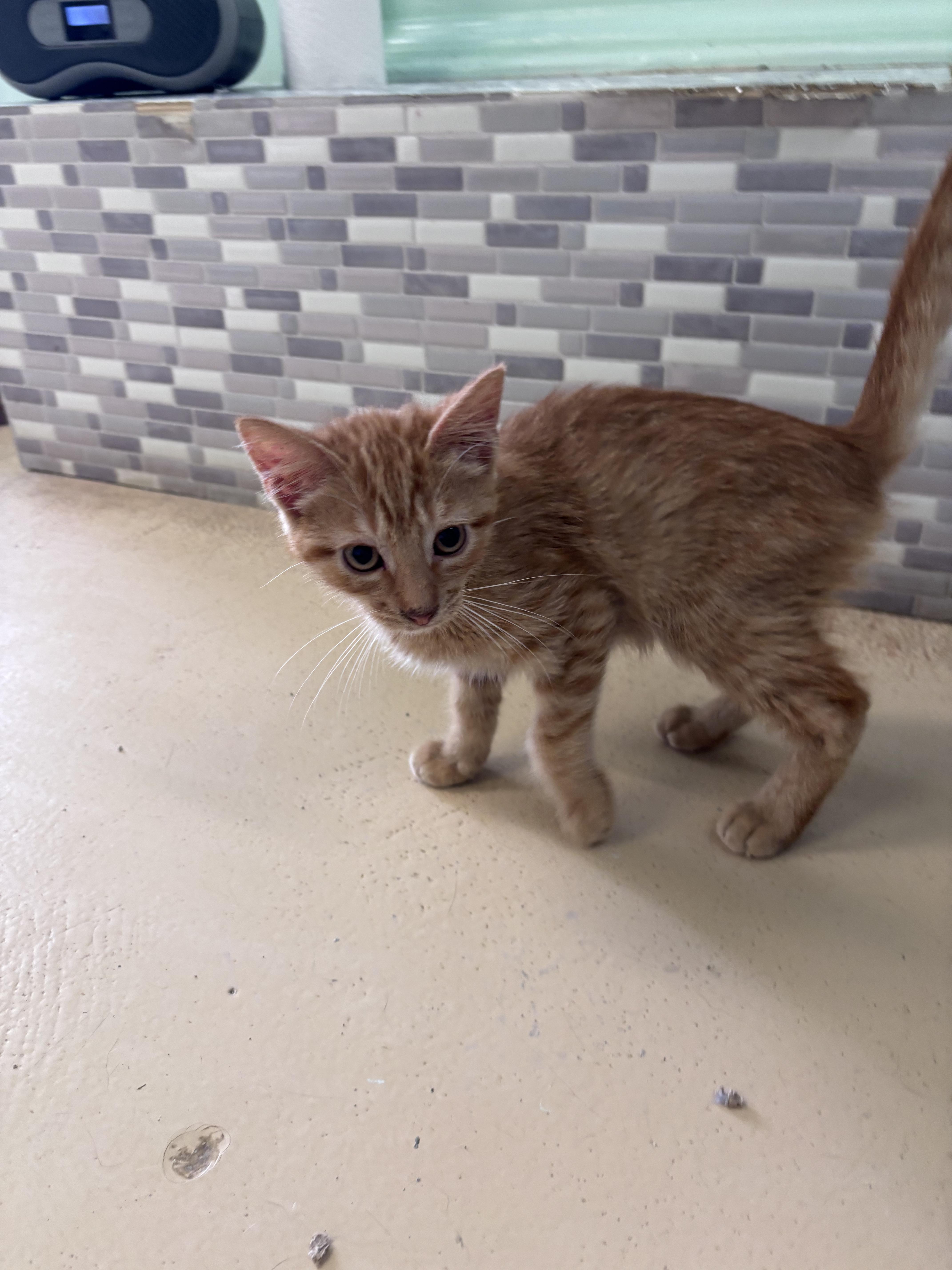 A young small-sized male Domestic Short Hair cat named Bennie for adoption in Franklin, IN