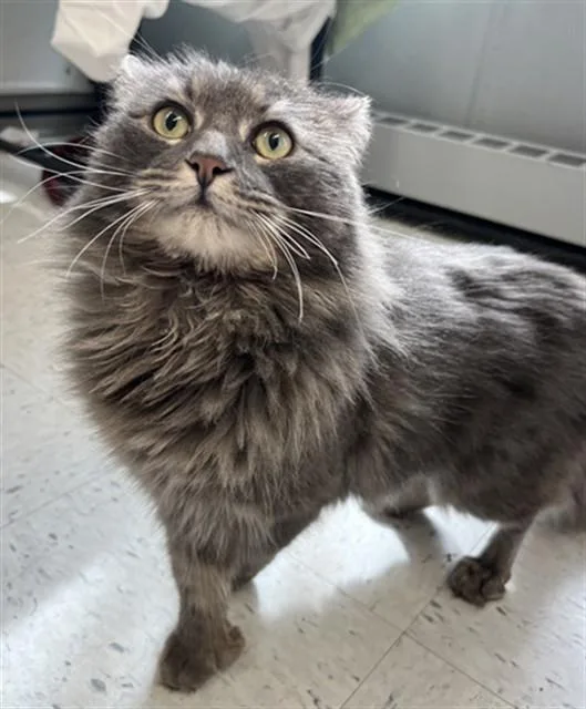 A young medium-sized male Domestic Long Hair cat named Porcupine for adoption in Boston, MA