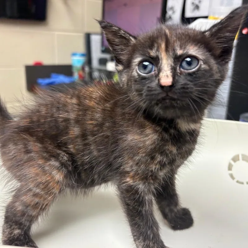 A baby small-sized female Tortoiseshell Domestic Short Hair cat named Cherry for adoption in Columbus, GA