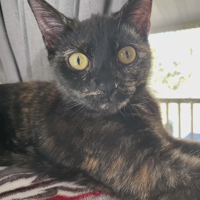 A young small-sized female Tortoiseshell cat named Vinegar for adoption in Gladstone, OR