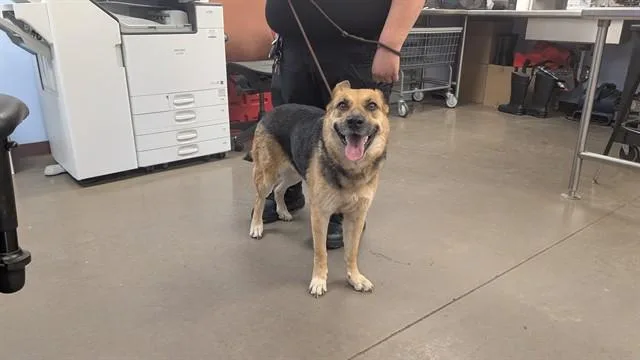 An adult large-sized female German Shepherd Dog dog named Bella for adoption in Phoenix, AZ