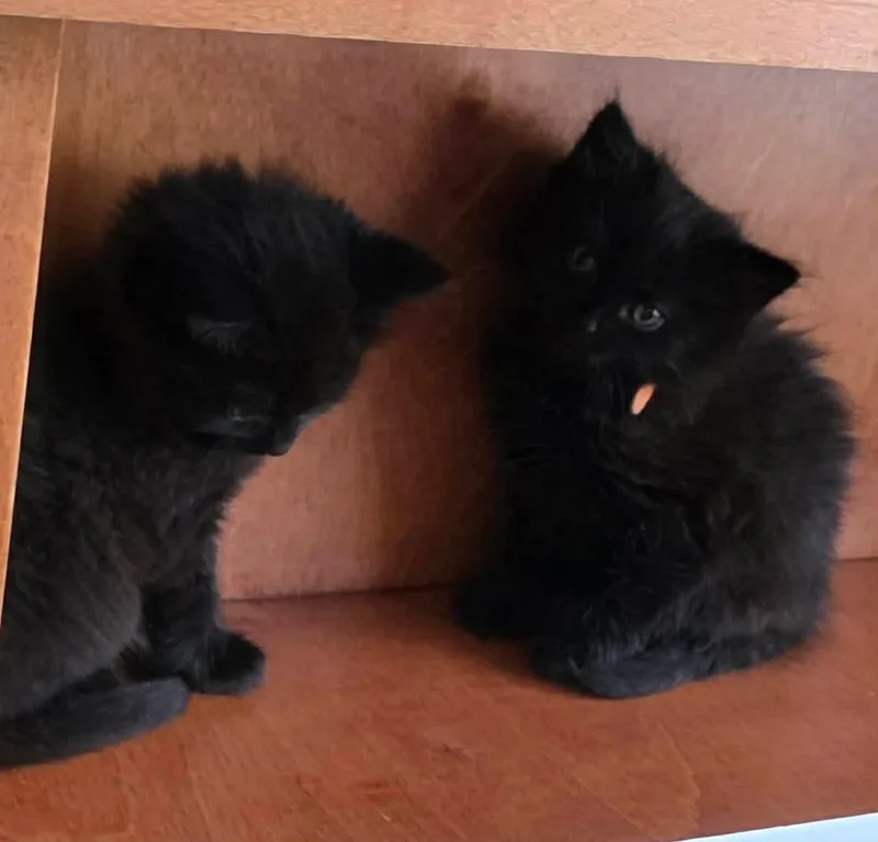 A baby medium-sized male Black Domestic Long Hair cat named Raleigh for adoption in Holbrook, NY