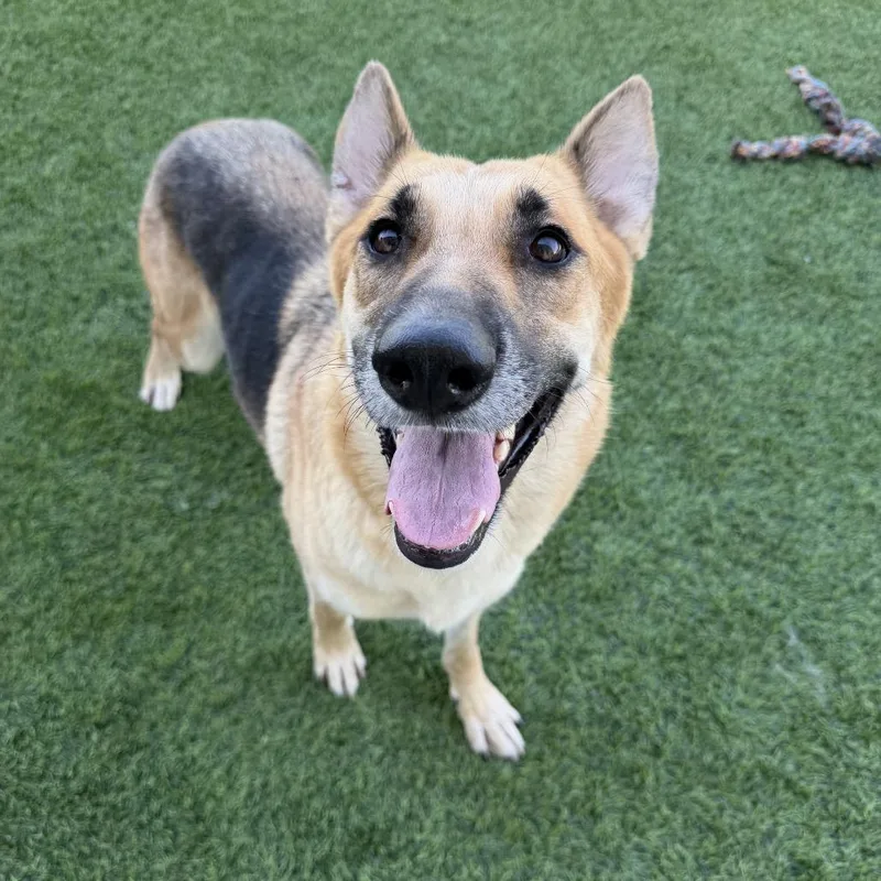 An adult large-sized female Yellow / Tan / Blond / Fawn German Shepherd Dog named Veronica for adoption in Castle Pines, CO