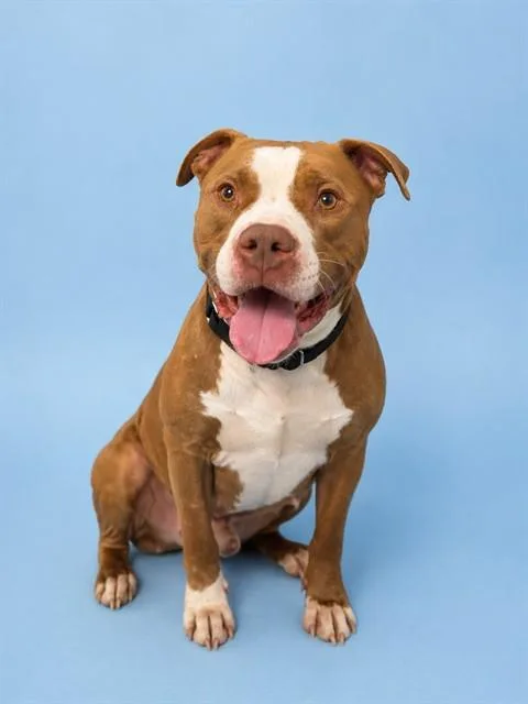 An adult extra large-sized male American Staffordshire Terrier dog named Remi for adoption in Westminster, MD