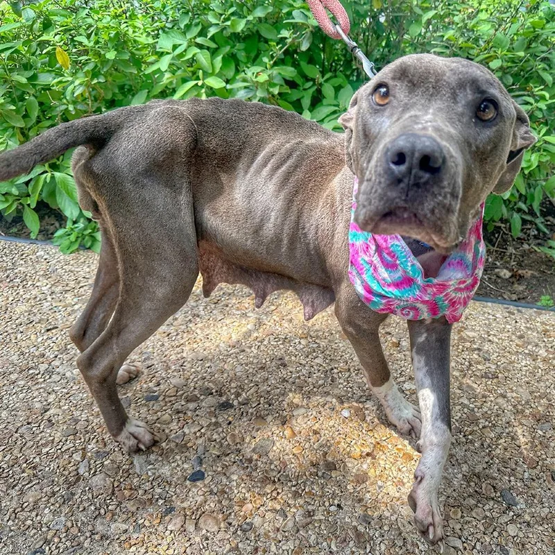 An adult medium-sized female Gray / Blue / Silver Boxer dog named Amara for adoption in Austin, TX