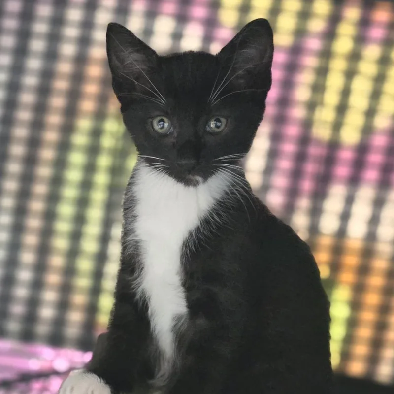 A baby small-sized male Black Domestic Short Hair cat named Eddie for adoption in Marshall, VA