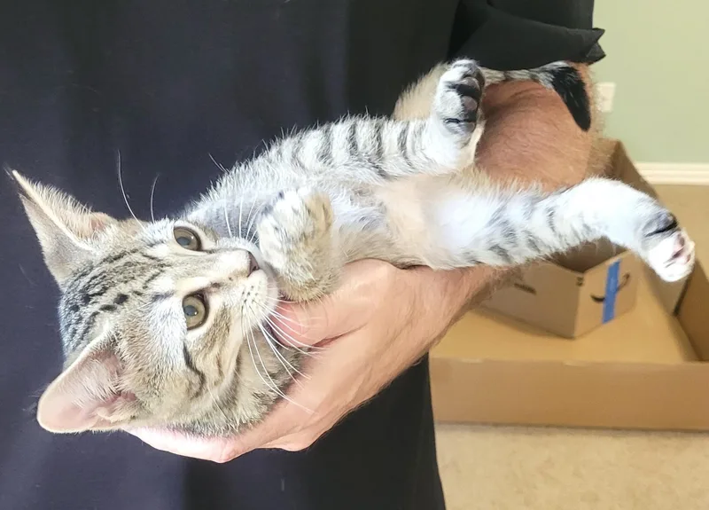 A baby medium-sized female Tabby cat named Sugar for adoption in Bentonville, AR