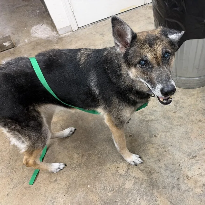 A senior large-sized female German Shepherd Dog dog named Jo for adoption in Melrose, FL