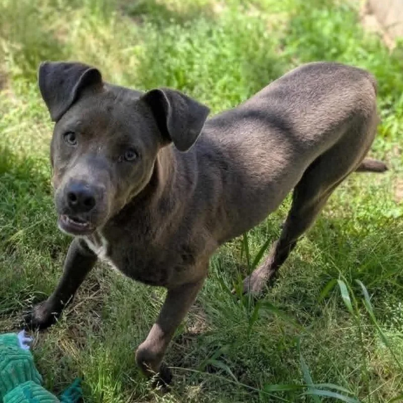An adult medium-sized female Gray / Blue / Silver Pit Bull Terrier dog named Baby Girl for adoption in Dover, AR