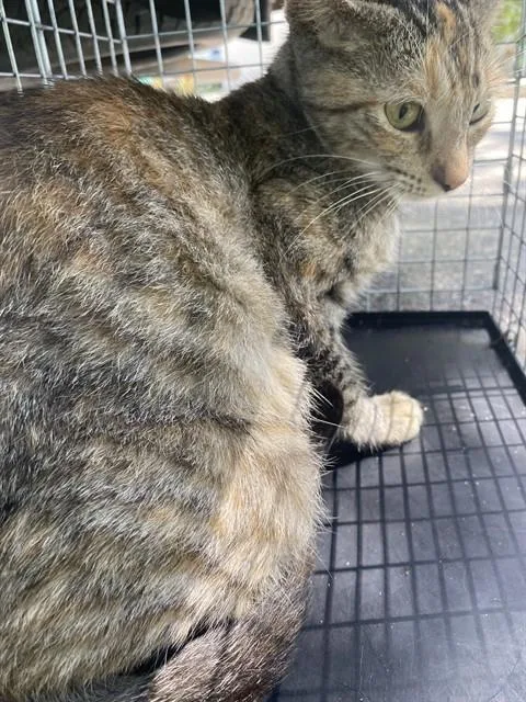 A young medium-sized female Domestic Short Hair cat named Petunia for adoption in Fort Myers, FL
