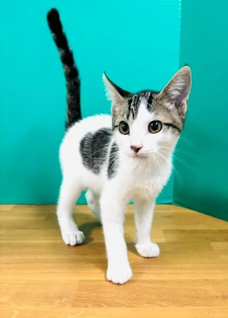 A baby medium-sized male Chocolate Point Domestic Short Hair cat named Slu for adoption in Hawk Point, MO
