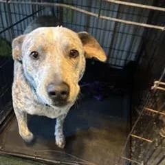An adult large-sized male Gray / Blue / Silver Australian Cattle Dog / Blue Heeler named Darius for adoption in Colorado Springs, CO