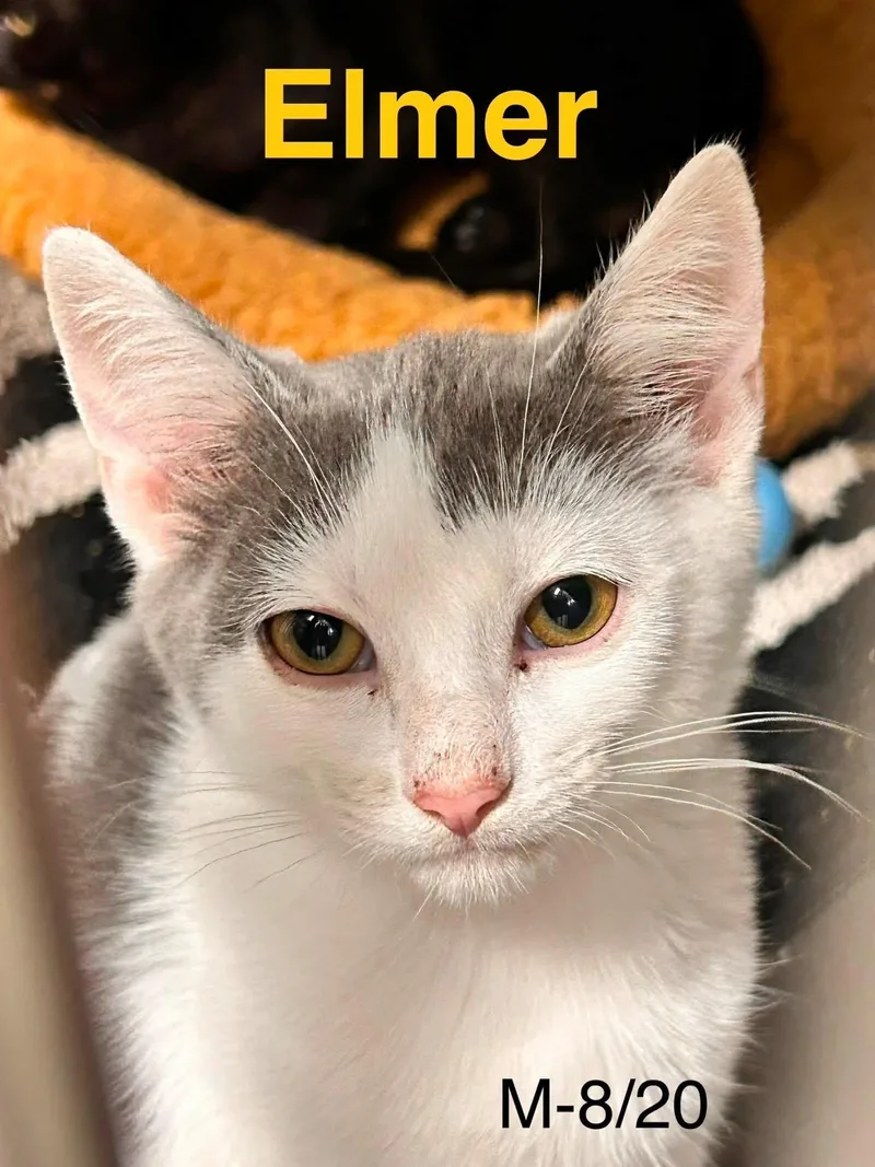 Elmer