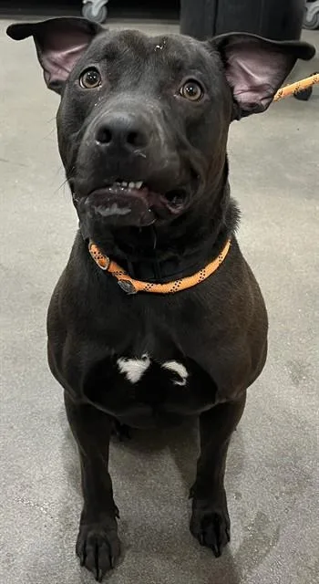 A young medium-sized male Pit Bull Terrier dog named Qasim for adoption in Upper Marlboro, MD