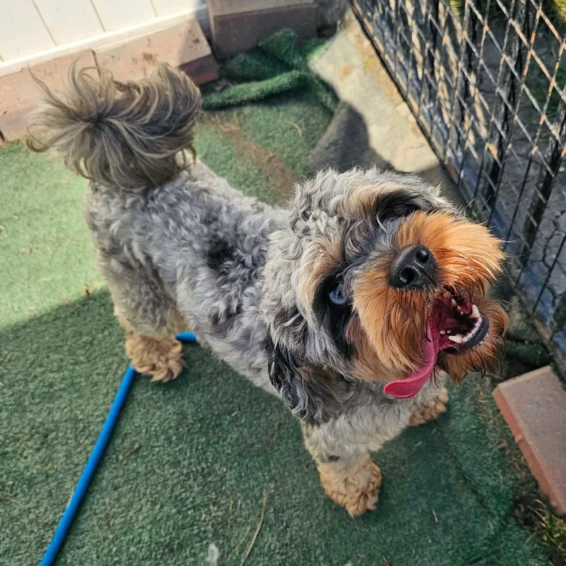 A young small-sized male Cockapoo dog named Chance for adoption in Minooka, IL