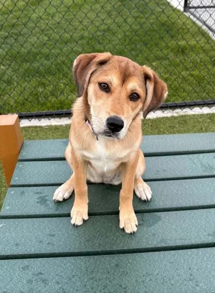 A baby large-sized female Beagle dog named Lulu for adoption in Malvern, PA