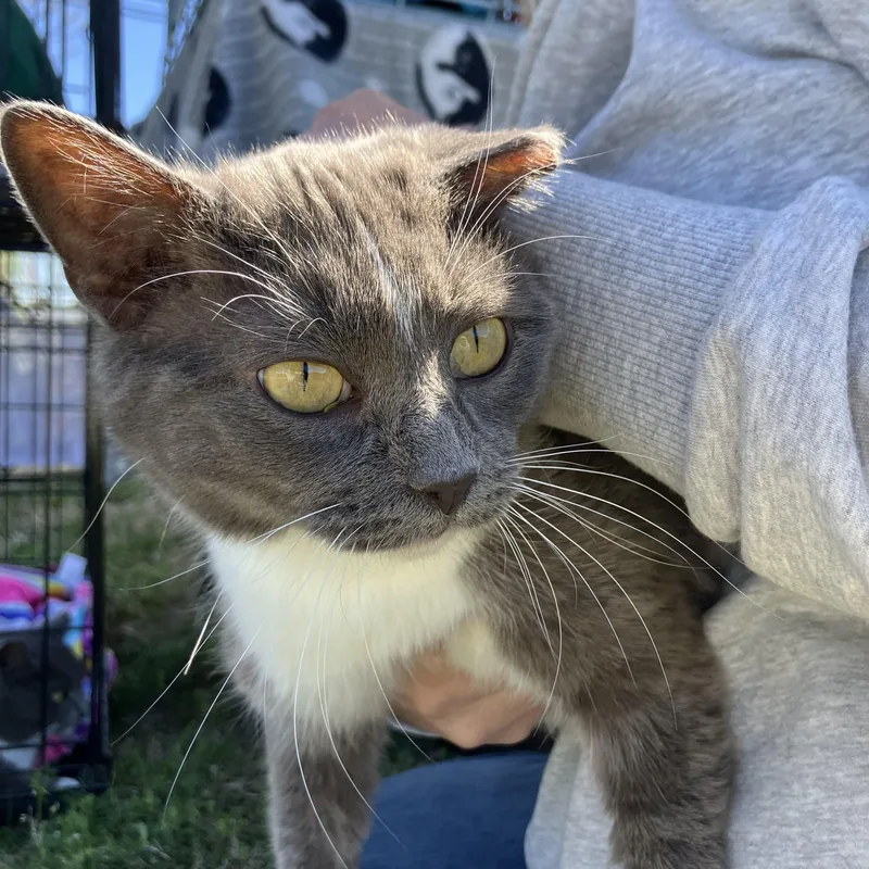 An adult medium-sized female Gray & White Domestic Short Hair cat named Artemis & Diana for adoption in Easley, SC