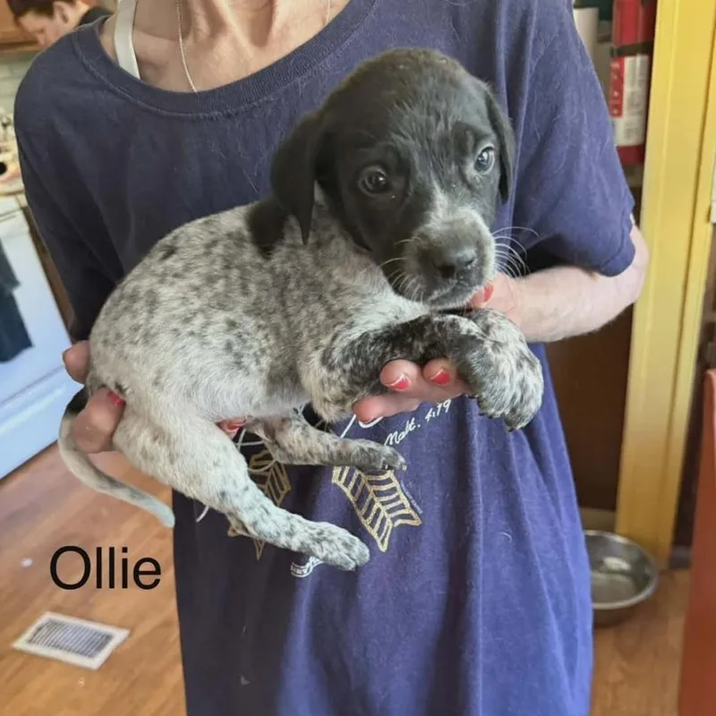 A baby large-sized male White / Cream Labrador Retriever dog named Ollie for adoption in Alexandria, VA