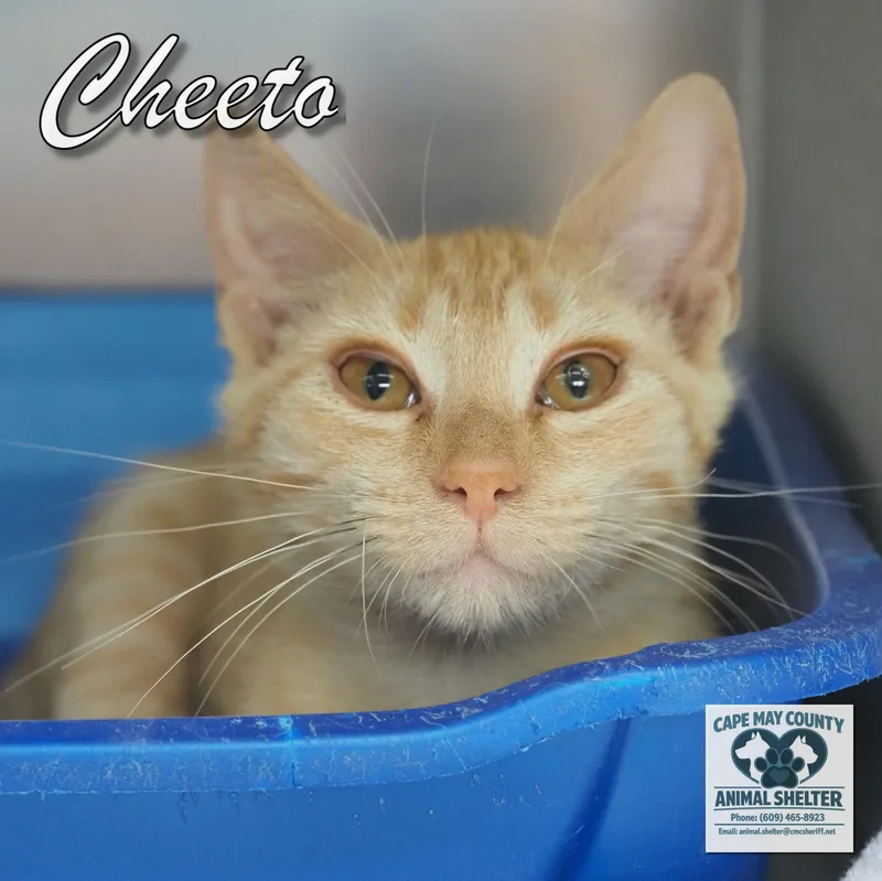 A young medium-sized male Orange & White Domestic Short Hair cat named Cheeto for adoption in Cape May Court House, NJ