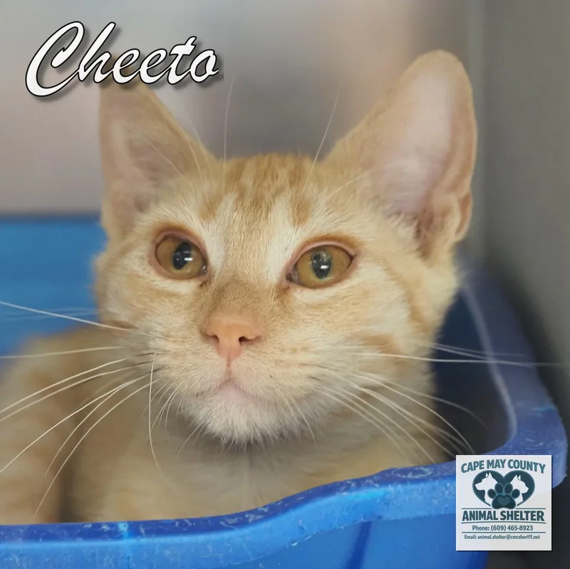 Cheeto thumbnail 2