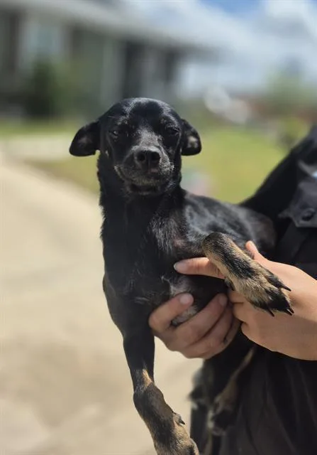 A young small-sized female Chihuahua dog named Solo for adoption in San Antonio, TX