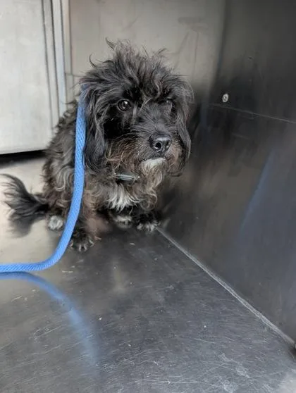 An adult small-sized female Mixed Breed dog named Toto for adoption in Independence, MO