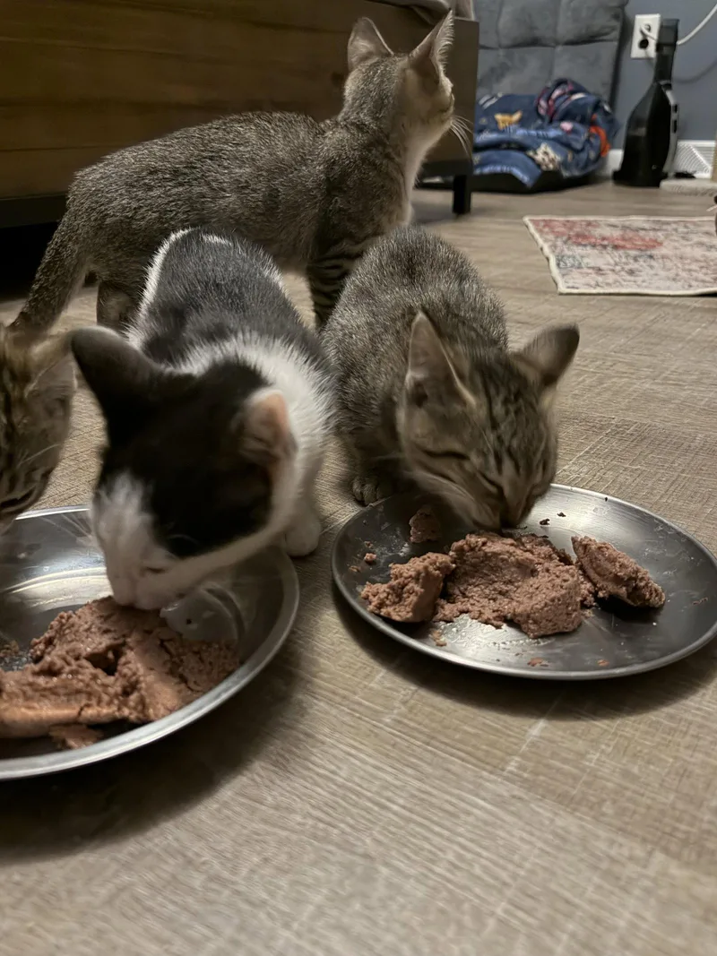 A baby medium-sized male Domestic Short Hair cat named Tight End for adoption in Broomall, PA