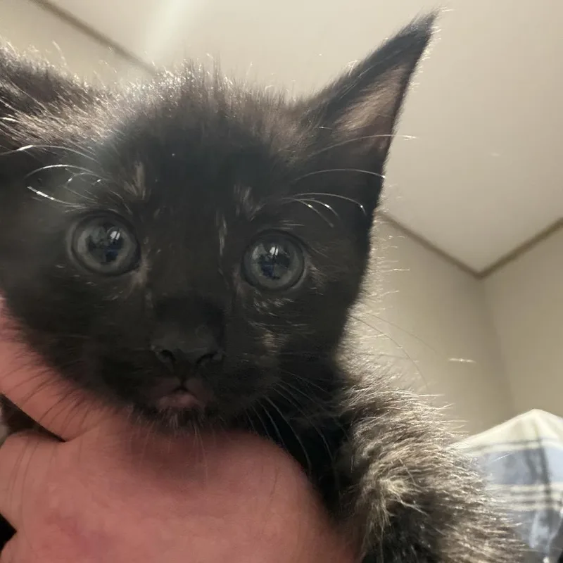 A baby small-sized female Black Domestic Short Hair cat named A Jasmine for adoption in SANTA ROSA BEACH, FL
