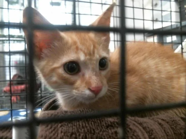 A baby small-sized male Domestic Short Hair cat named Sebastian for adoption in Houston, TX