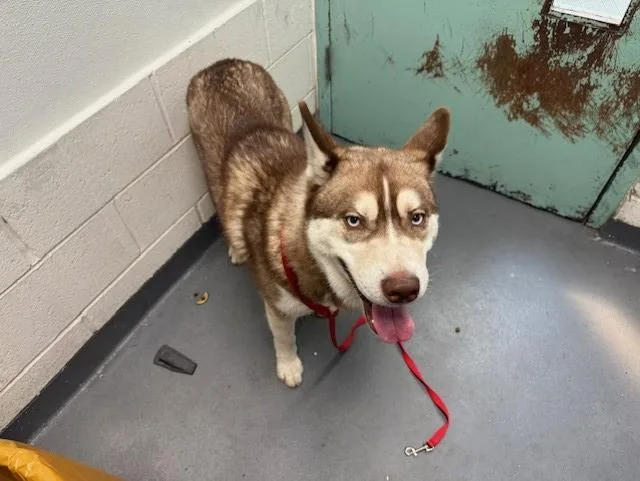 A young large-sized male Siberian Husky dog named Ice Bear for adoption in Antioch, CA