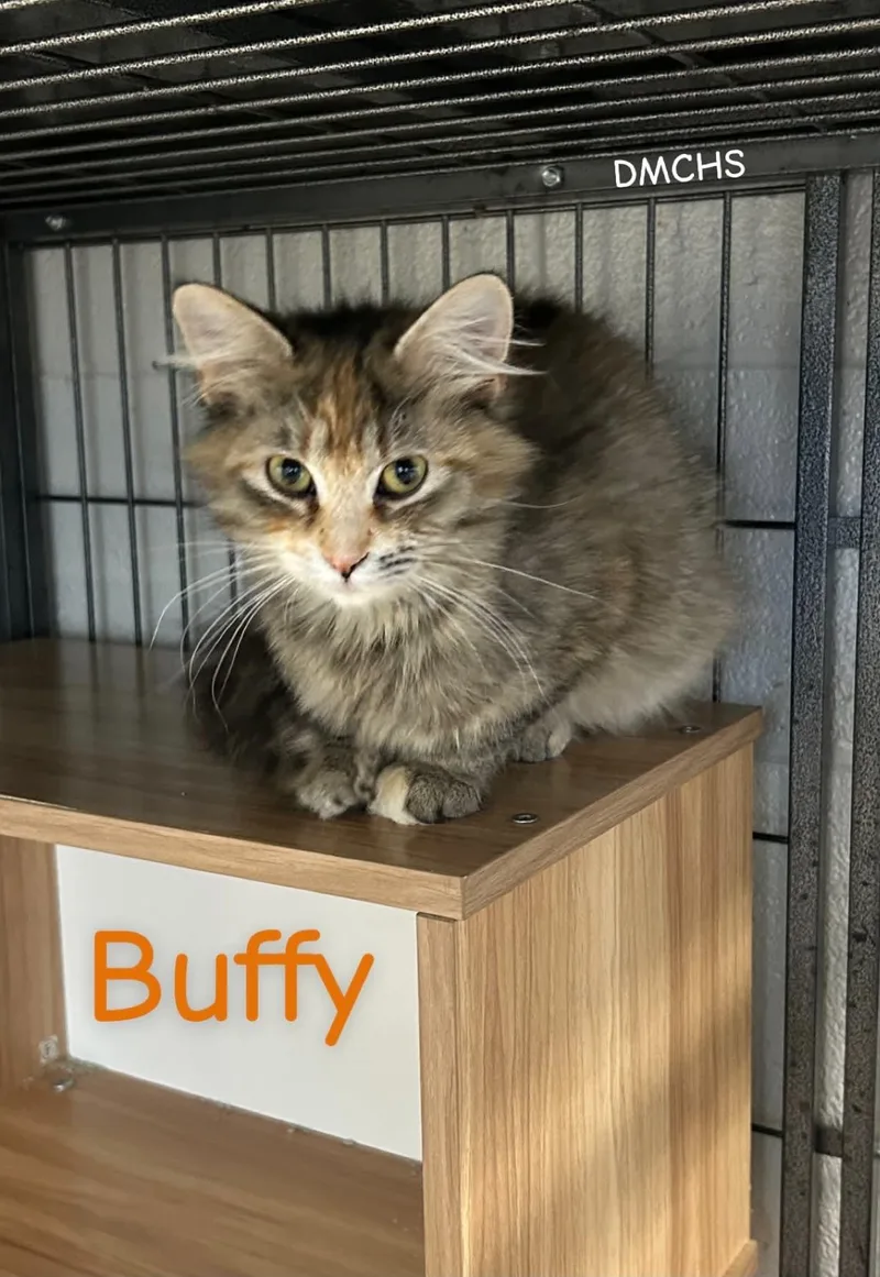 Buffy thumbnail 3