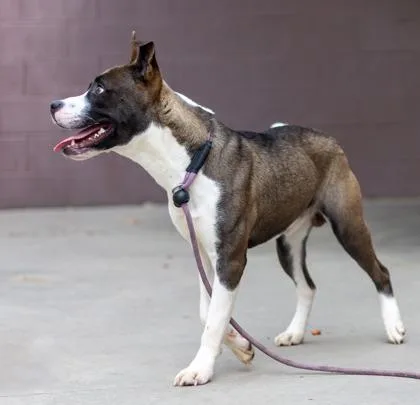 A young large-sized male Mixed Breed dog named Chevrolet for adoption in Chamblee, GA