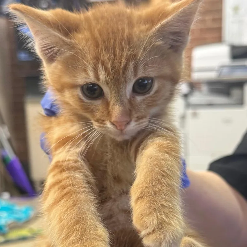 A baby small-sized male Orange / Red Domestic Short Hair cat named Matthew for adoption in Birmingham, AL