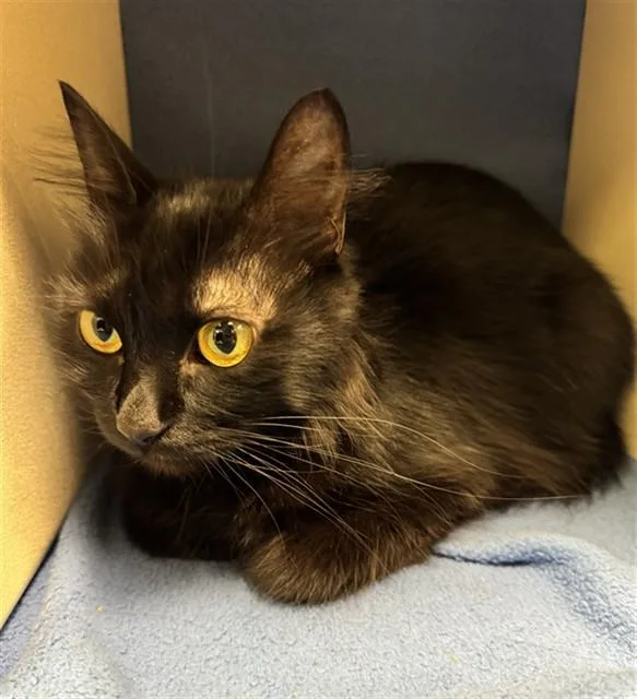 A young medium-sized female Domestic Short Hair cat named Spooky for adoption in Fort Wayne, IN