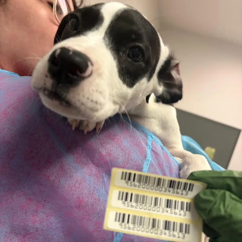 A baby small-sized female Black Mixed Breed dog named Holstein for adoption in Charleston, WV