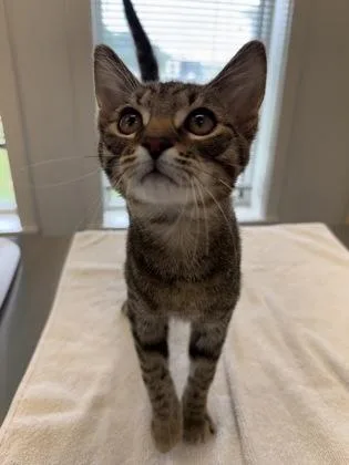 A young medium-sized male Domestic Short Hair cat named Goosie for adoption in Lafayette, IN